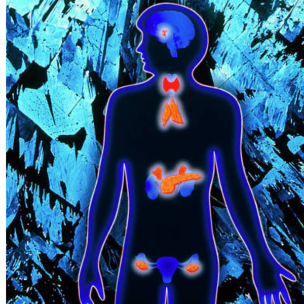 ENDOCRINE BLOCK