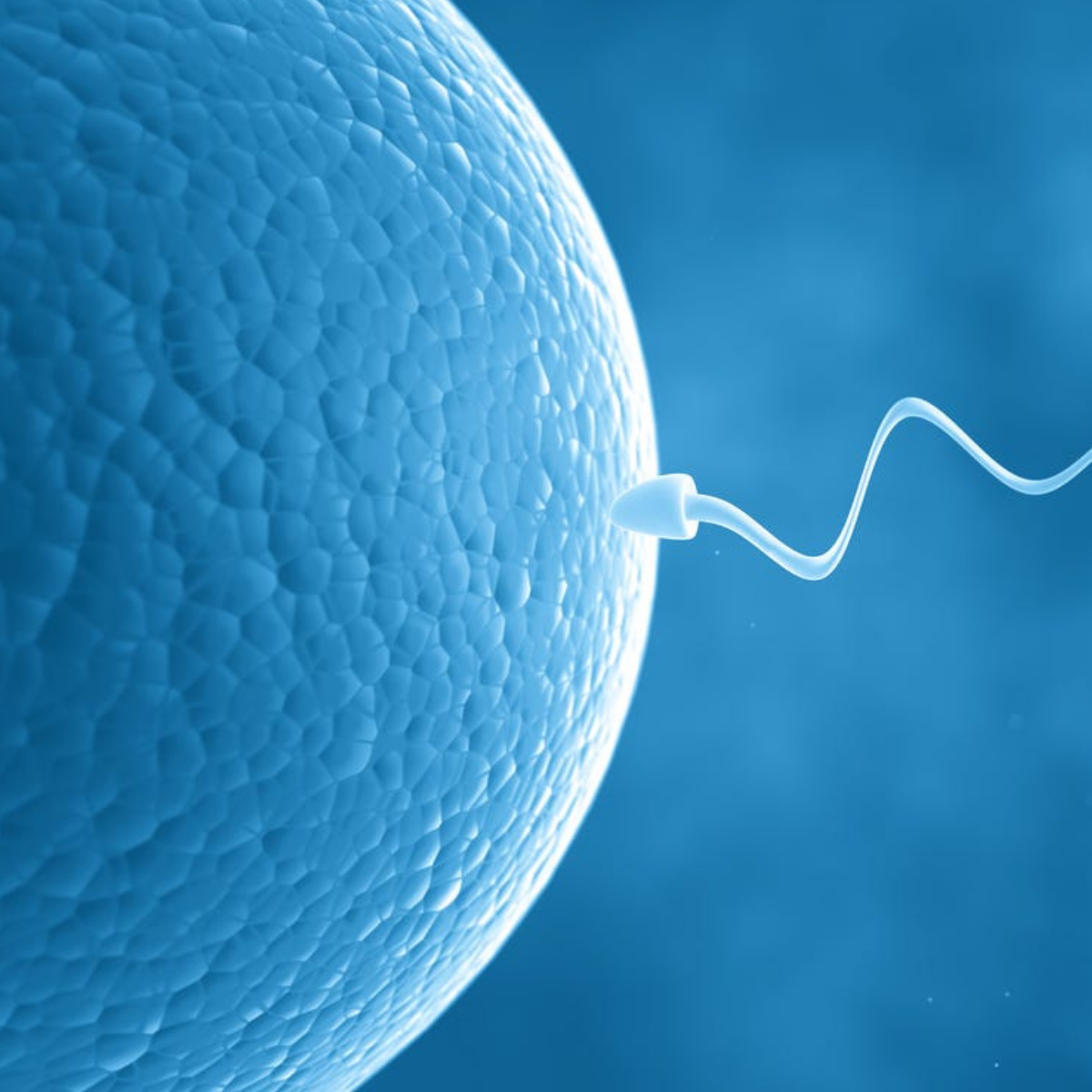 Reproductive System Pharmacology