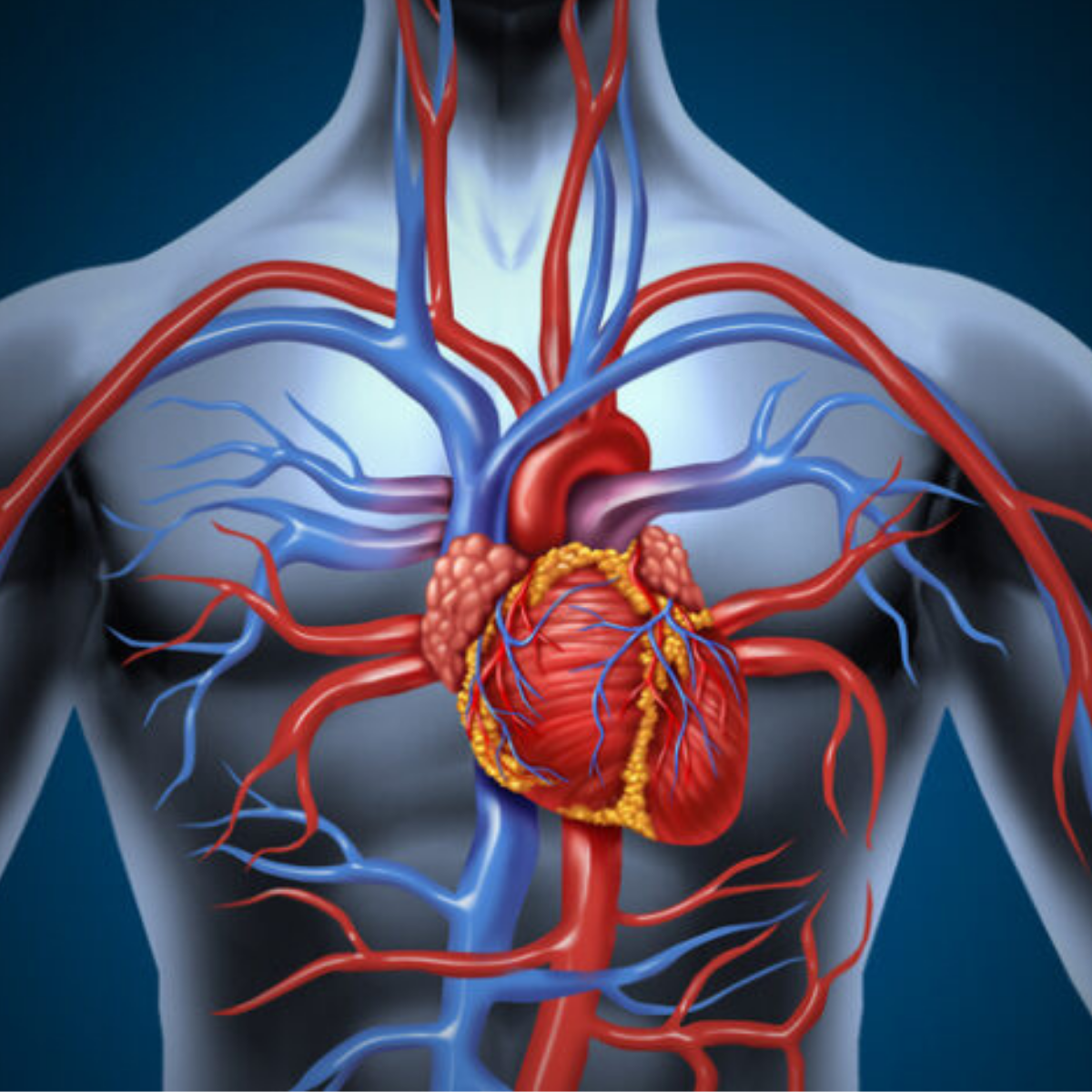 Cardiovascular Pharmacology