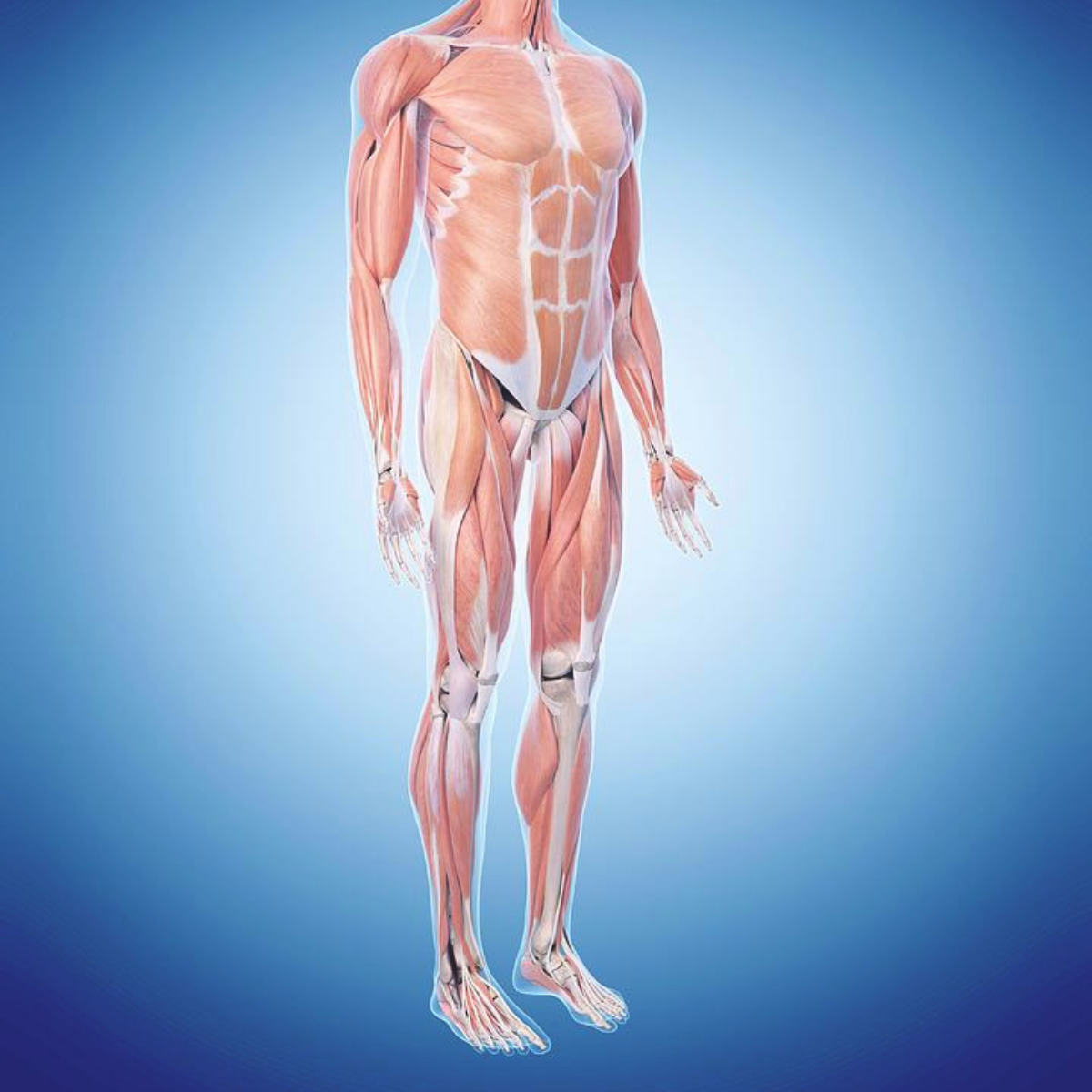 Musculoskeletal System Pharmacology